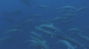 DAUPHINS SPINNER