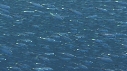 BAIT BALL, MYCTOPHIDES