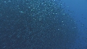 BAIT BALL, MYCTOPHIDES