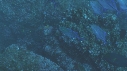 POISSONS BLEUS