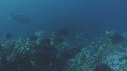 POISSONS CHIRURGIENS