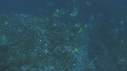 POISSONS CHIRURGIENS