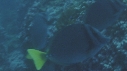 POISSONS CHIRURGIENS