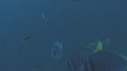 POISSONS CHIRURGIENS