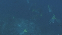 POISSONS CHIRURGIENS