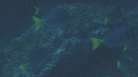 POISSON BLEU