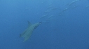 RAIE MOBULA