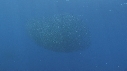 RAIE MOBULA, BAIT BALL