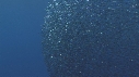 BAIT BALL