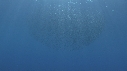 BAIT BALL