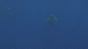RAIE MOBULA, BAIT BALL