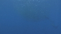 RAIE MOBULA, BAIT BALL
