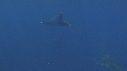 RAIE MOBULA, BAIT BALL