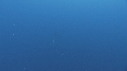 RAIE MOBULA, BAIT BALL