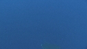 RAIE MOBULA, BAIT BALL
