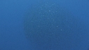 RAIE MOBULA, BAIT BALL
