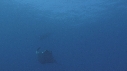 RAIE MOBULA, BAIT BALL
