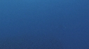 RAIE MOBULA, BAIT BALL