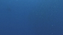 RAIE MOBULA, BAIT BALL