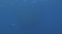 RAIE MOBULA, BAIT BALL