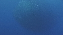 RAIE, BAIT BALL