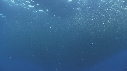RAIE, BAIT BALL