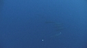 BAIT BALL, DAUPHINS