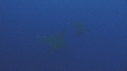 RAIES, BAIT BALL