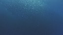 BAIT BALL