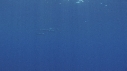DAUPHINS SPINNER