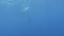 DAUPHINS SPINNER, THONS