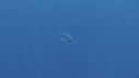 DAUPHINS SPINNER, THONS
