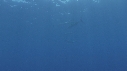 DAUPHINS SPINNER, POISSONS VOILIER