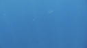 DAUPHINS SPINNER