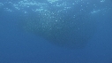 BAIT BALL