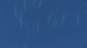 DAUPHINS SPINNER