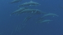 DAUPHINS SPINNER