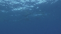 DAUPHINS SPINNER
