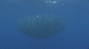 THONS, BAIT BALL