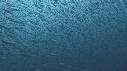 BAIT BALL