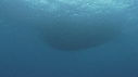 BAIT BALL
