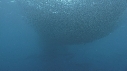 BAIT BALL