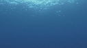 DAUPHINS SPINNER