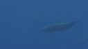DAUPHINS SPINNER