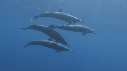 DAUPHINS SPINNER