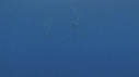 DAUPHINS SPINNER