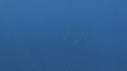 DAUPHINS SPINNER