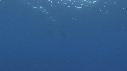 DAUPHINS SPINNER