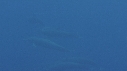 DAUPHINS SPINNER