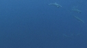 DAUPHINS SPINNER